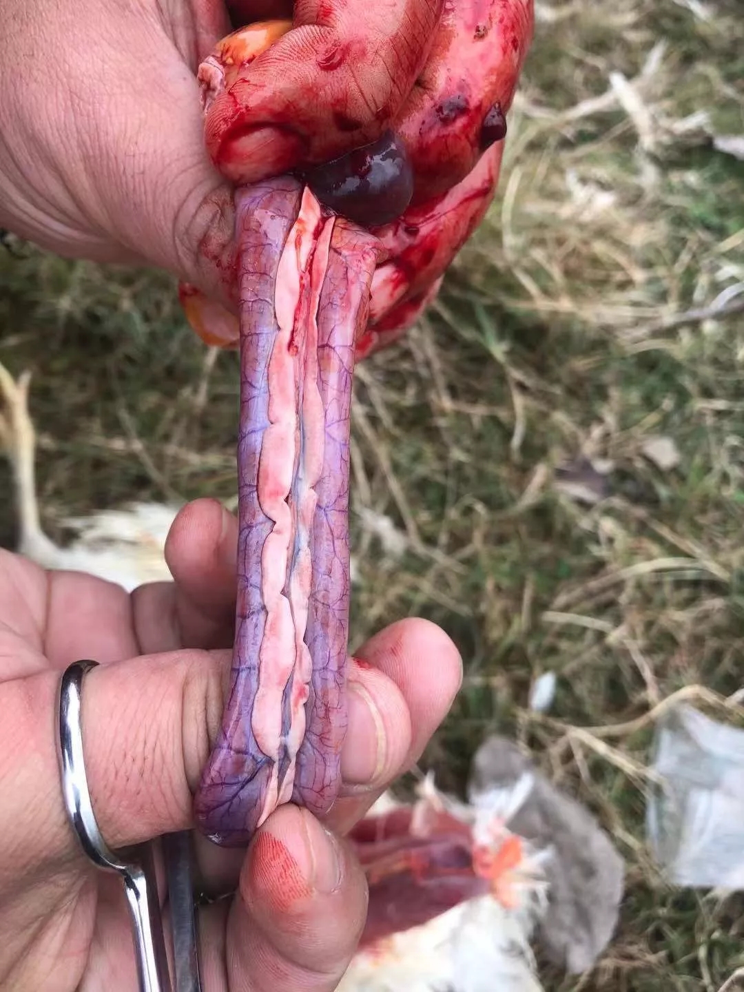 病理变化 死鸡泄殖腔部有稀粪.